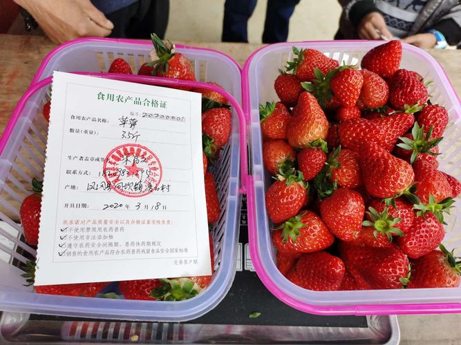 凤冈县开具第一张水果食用农产品合格证